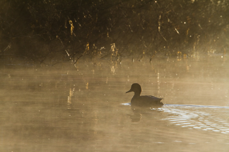 Gadwall Silhouette